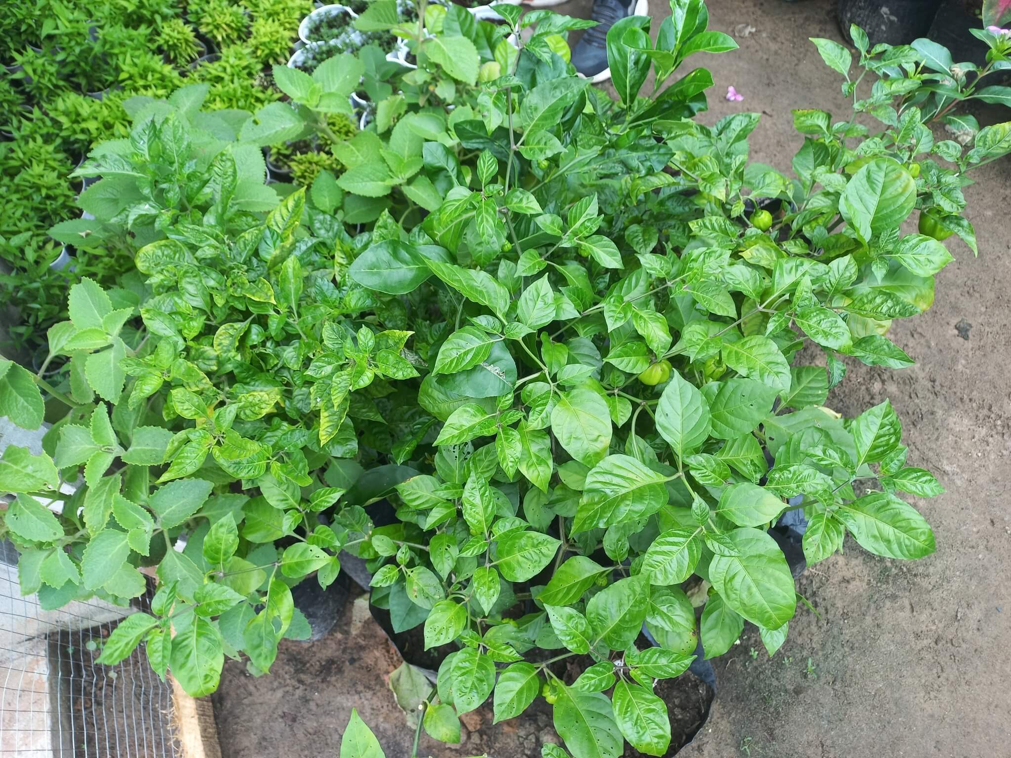 Capsicum chinense